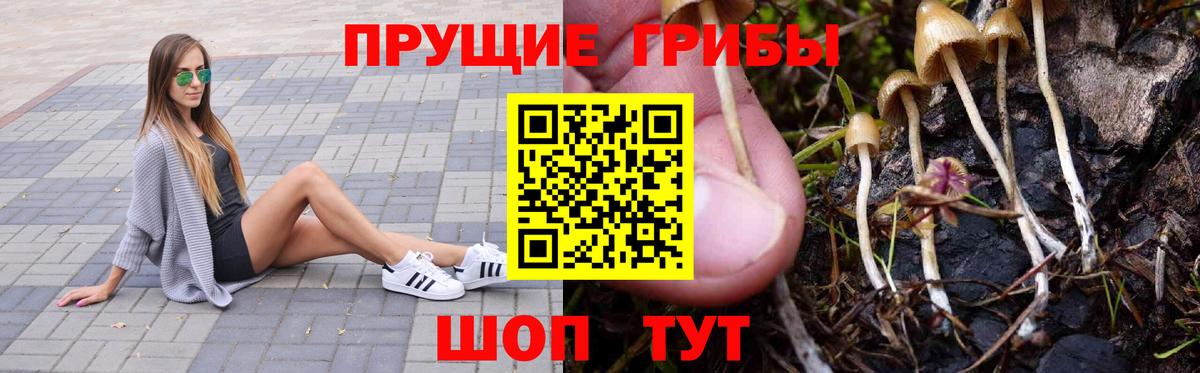 Псилоцибиновые грибы Psilocybe Миасс